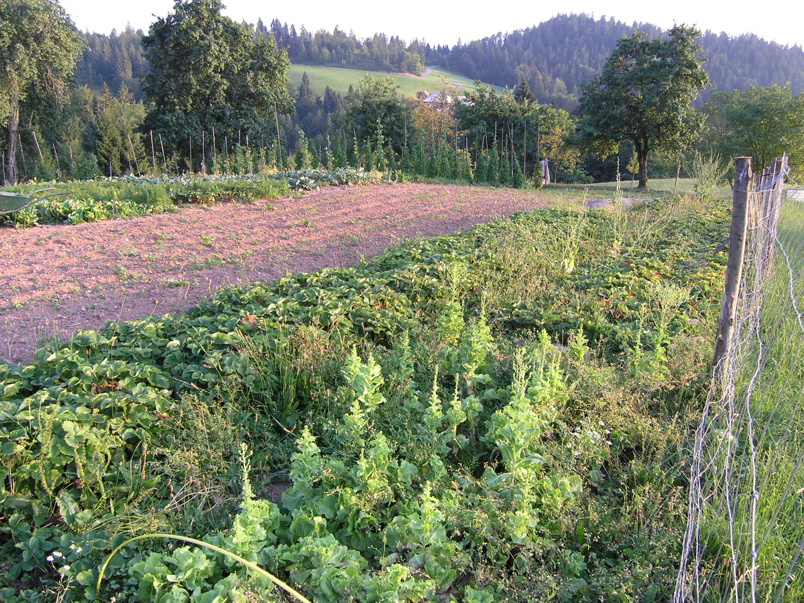 Ekološka zelenjava